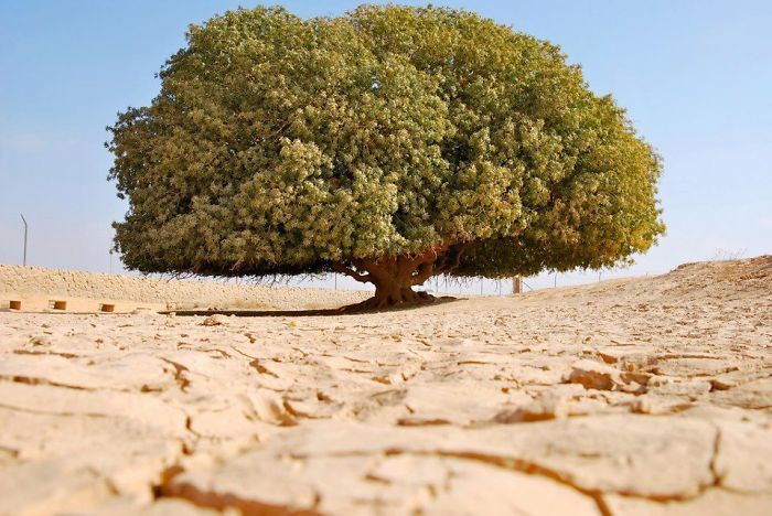 ต้นไม้ซอฮาบี ต้นไม้ที่ท่านนบีมูฮำหมัดเคยแวะพัก ซึ่งยังมีอยู่ถึงปัจจุบัน