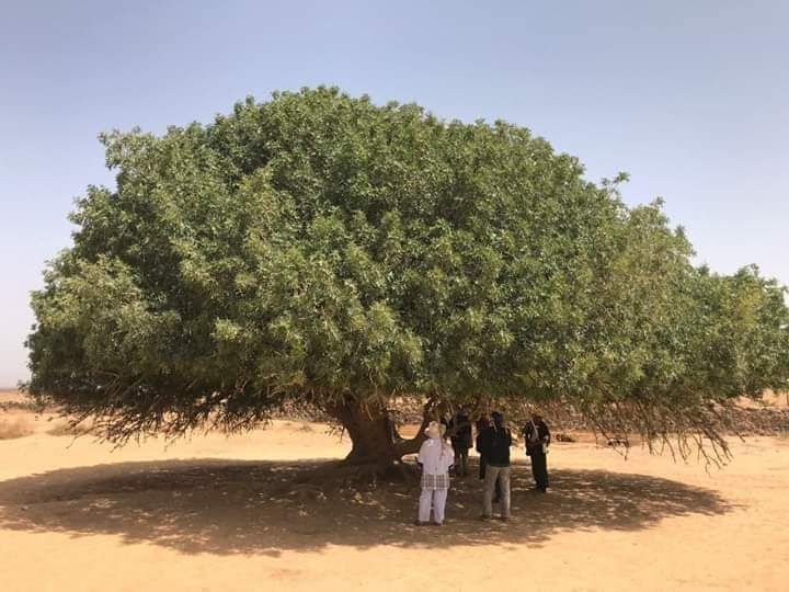 ต้นไม้ซอฮาบี ต้นไม้ที่ท่านนบีมูฮำหมัดเคยแวะพัก ซึ่งยังมีอยู่ถึงปัจจุบัน
